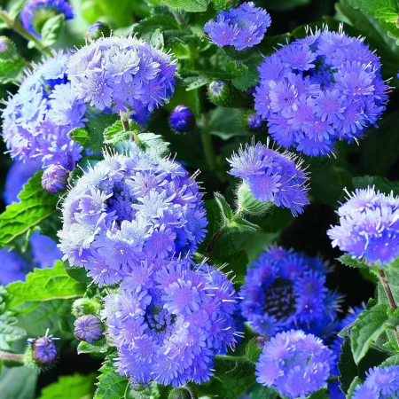 Αγέρατουμ Μεξικάνικο - Λέδα