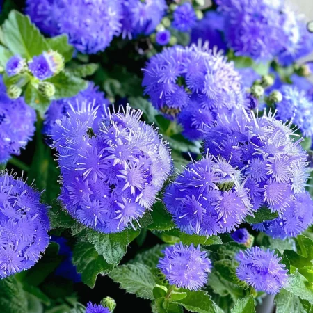 Αγέρατουμ Μεξικάνικο - Λέδα