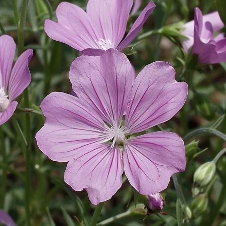 Κουκουριάκ Πολσκι