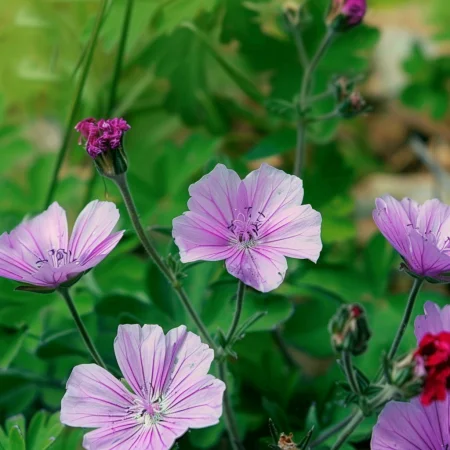 Κουκουριάκ Πολσκι