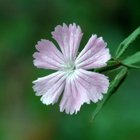 Ντεκόρ Γαρύφαλλο Ροζ Μονή Φόρμα
