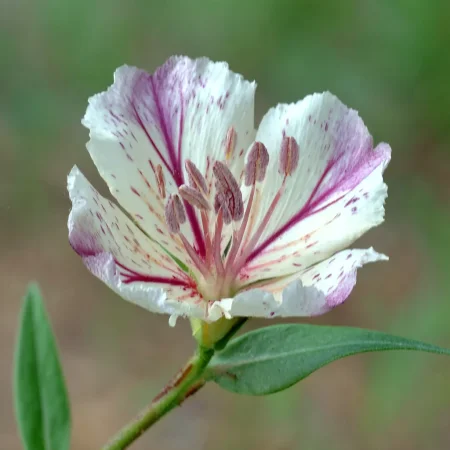 Ντεκόρ Γαρύφαλλο Ροζ Μονή Φόρμα