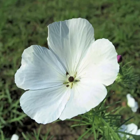 Βασιλικός Ρόδος Λευκός