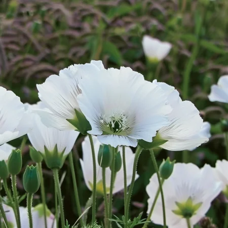 Βασιλικός Ρόδος Λευκός