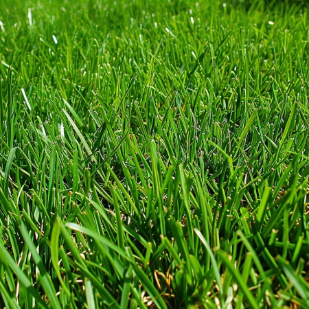 Αειθαλής Αναρριχώμενο Χλοοτάπητα