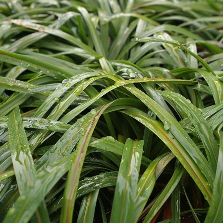 Αειθαλής Αναρριχώμενο Χλοοτάπητα