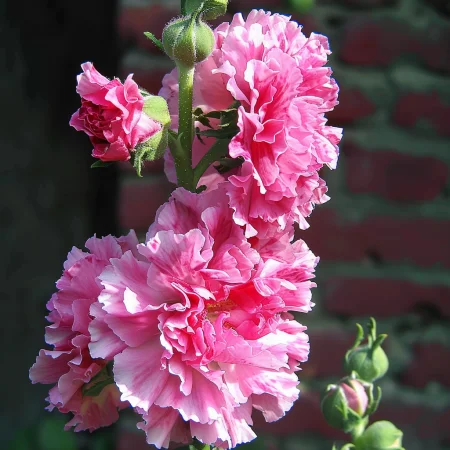 Κήπου Τριαντάφυλλο Chatters Ροζ