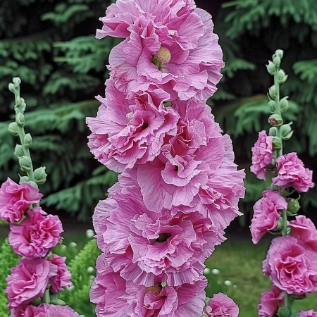 Κήπου Τριαντάφυλλο Chatters Ροζ