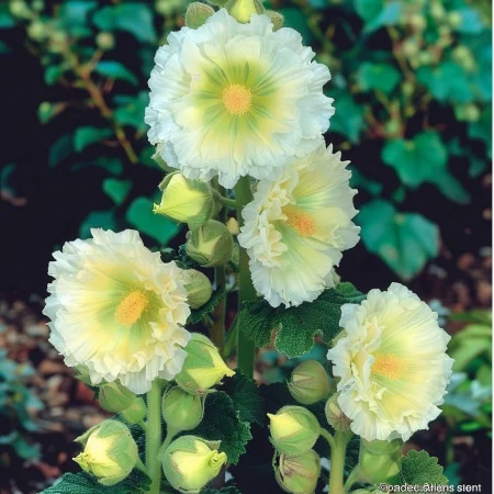 Κήπου Τριαντάφυλλο Chatters Κίτρινο