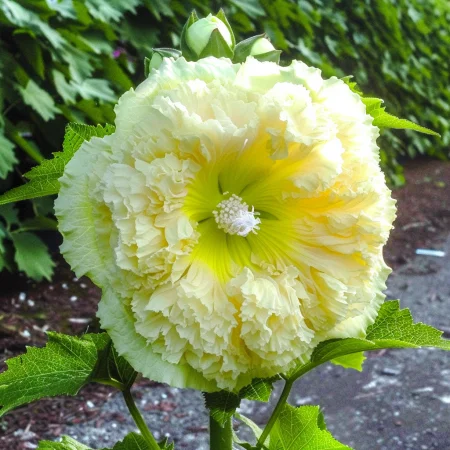 Κήπου Τριαντάφυλλο Chatters Κίτρινο