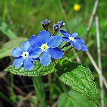 Καπσκα Ανκίζα Σιν Άγγελος