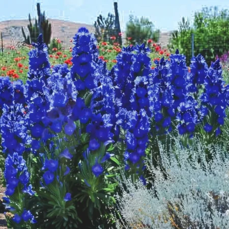 Καπσκα Ανκίζα Σιν Άγγελος