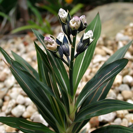 Κριθάρι Κινέζικο Πέρλα