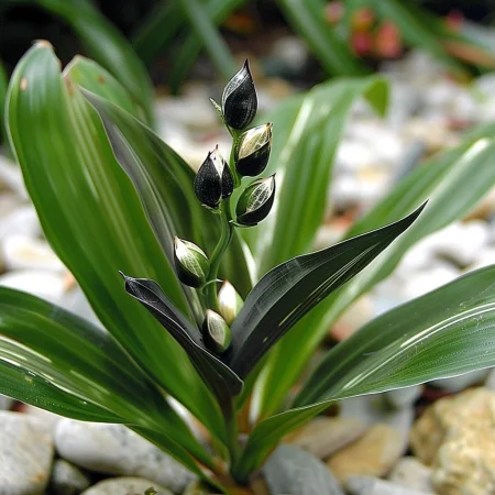 Κριθάρι Κινέζικο Πέρλα
