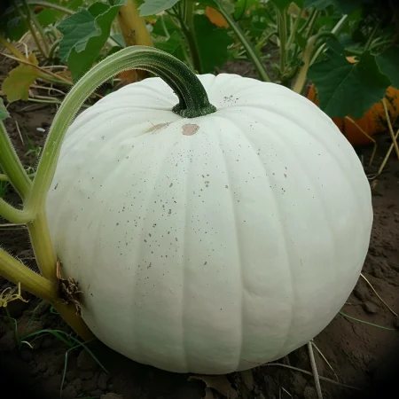 Κολοκύθα Λούμινα