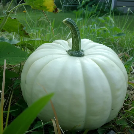 Κολοκύθα Λούμινα