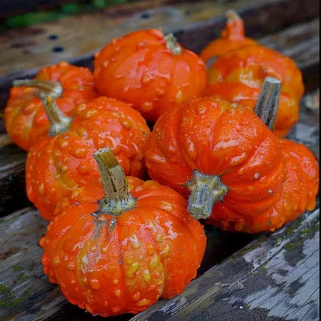 Κολοκύθα Τουρμπάν Κόκκινη Μίνι