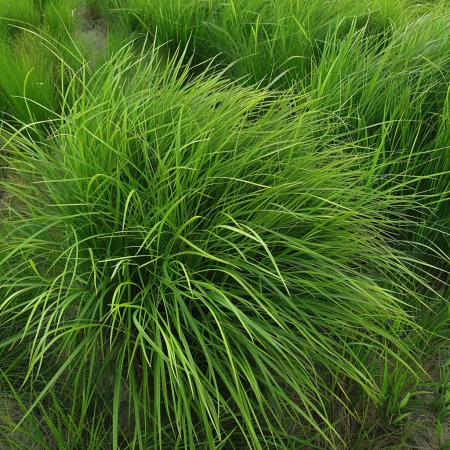 Κτενωτό Χορτάρι