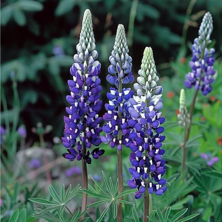 Lupinus Polyphyllus - κίτρινο