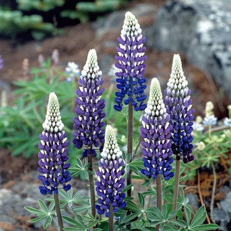 Lupinus Polyphyllus - κίτρινο