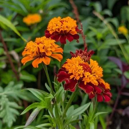 Γαλλικό Καλέντουλα Αράμις