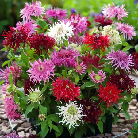 Κουφέτα μινιατούρα Καλοκαιρινό μείγμα