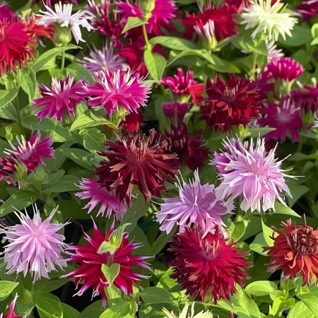 Κουφέτα μινιατούρα Καλοκαιρινό μείγμα