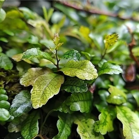 Αμβροσία Μεξικάνα Πράσινη Μαγεία