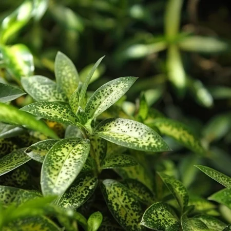 Αμβροσία Μεξικάνα Πράσινη Μαγεία