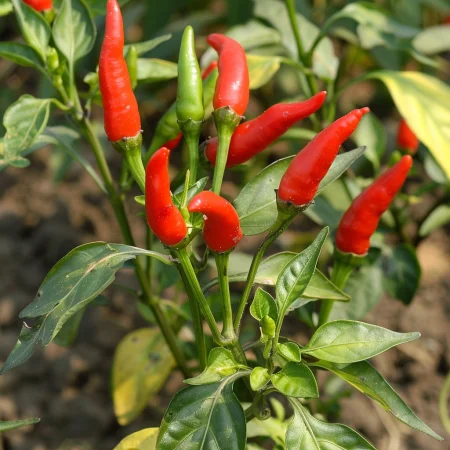 Καυτερή Πιπεριά Birds Eye