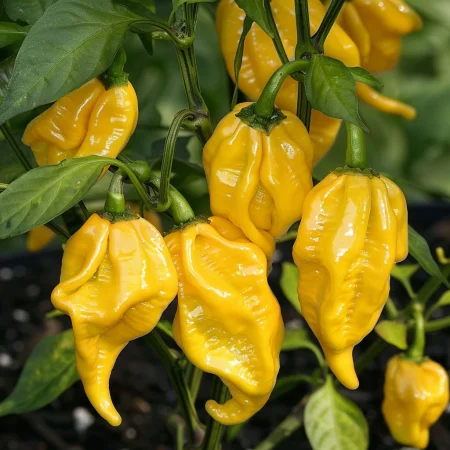 Καυτερή Πιπεριά Χαμπανέρο Κίτρινη