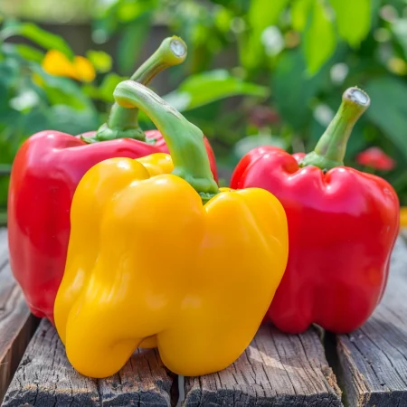 Πιπεριά μπλοκ – πολύχρωμο μείγμα (κόκκινο, κίτρινο, μοβ, πορ..