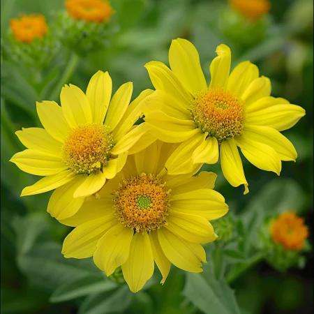 Γκαϊλάρδια Κίτρινη