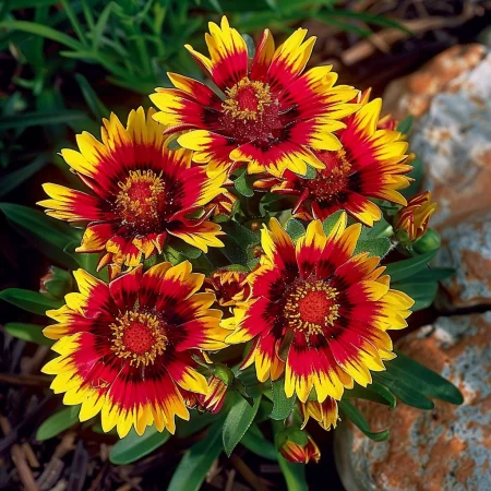 Γκαϊλάρδια Κόμπολντ