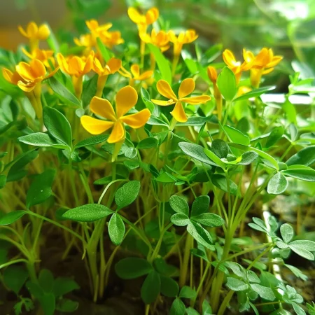 Μεξικάνικο Εστραγκόν Πορτοκαλί