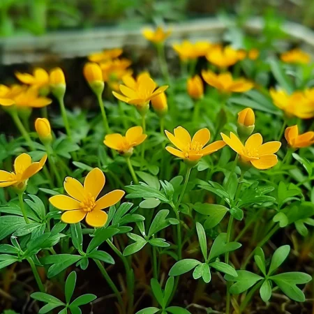 Μεξικάνικο Εστραγκόν Πορτοκαλί