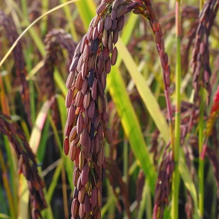 Ασιατικό Ρύζι Μωβ
