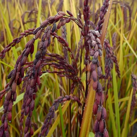 Ασιατικό Ρύζι Μωβ