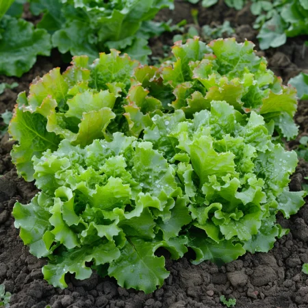 Μαρούλι Μουτέλα