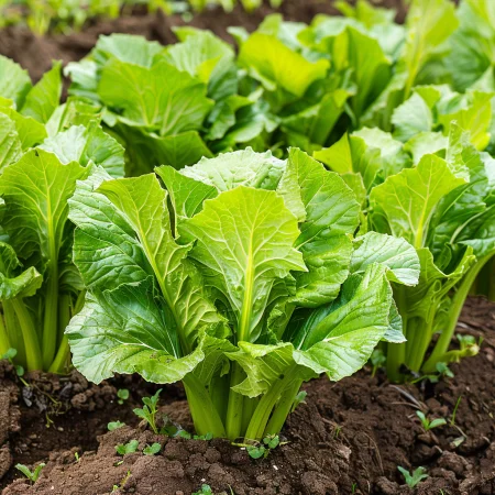 Μουστάρδα Φύλλο