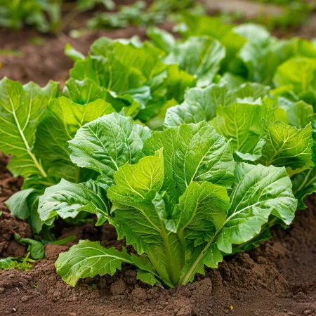 Μουστάρδα Φύλλο