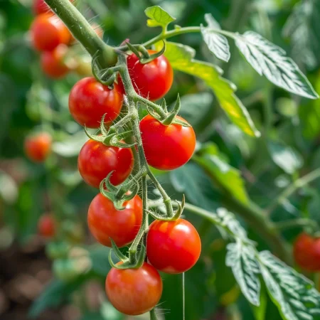 Cherry Τομάτα Sweetbaby Κόκκινη