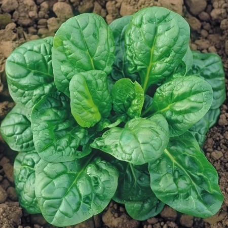 Σπανάκι Όρμπιτα F1