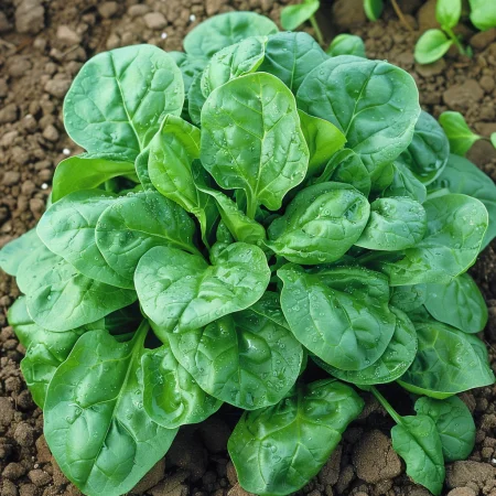 Σπανάκι Όρμπιτα F1