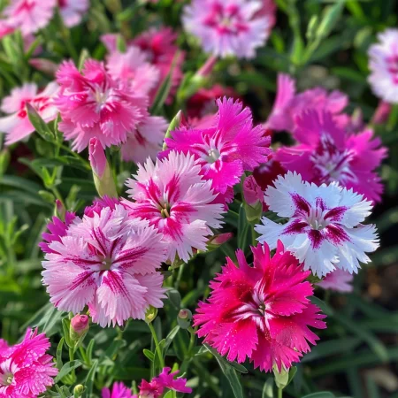 Κινέζικο Γαρύφαλλο Χαρά Μονό Μείγμα