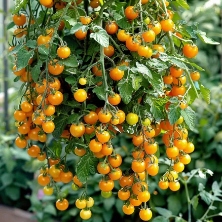 Ντομάτα Βίλμα