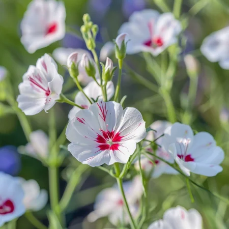 Λινό Μονόχρωμο Λαμπερά μάτια