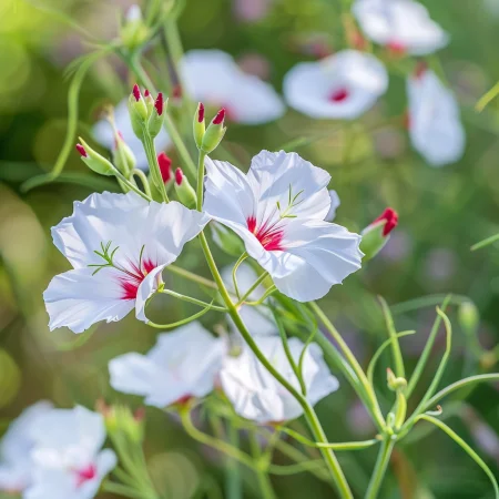 Λινό Μονόχρωμο Λαμπερά μάτια