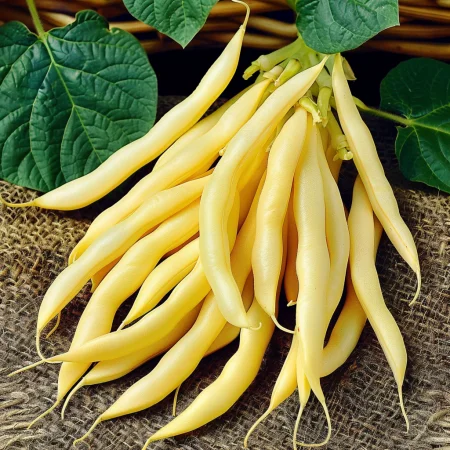 Зелен фасул Голиатка 