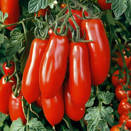 Домат Марцано П 4